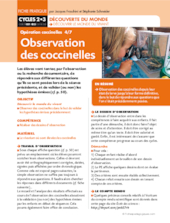 Opération coccinelles (4) Observation des coccinelles