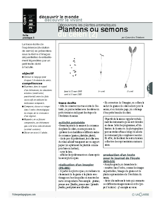 Plantes aromatiques (3) / Plantons ou semons du céleri (2)