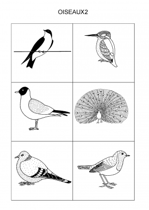 OISEAUX2
