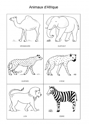 Animaux d'Afrique