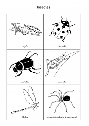 Insectes