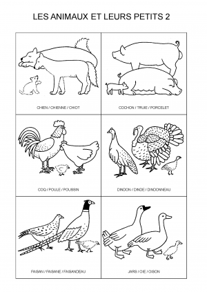 LES ANIMAUX ET LEURS PETITS 2