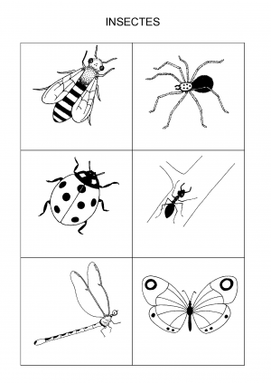 INSECTES