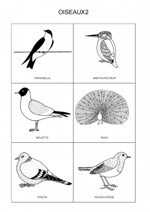 OISEAUX2