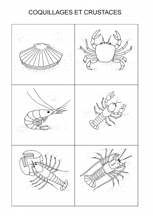 COQUILLAGES ET CRUSTACES