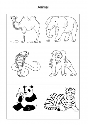 Animal