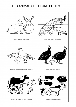 LES ANIMAUX ET LEURS PETITS 3
