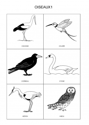 OISEAUX1