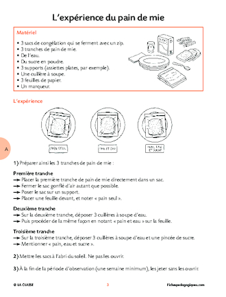 À la découverte des champignons