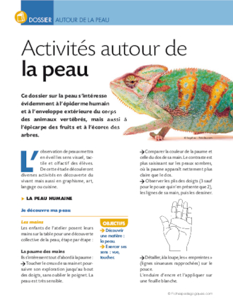 Activités autour de la peau