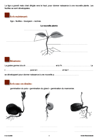 Artus et Ninon (10). La coccinelle