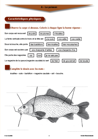 Artus et Ninon (4). Le poisson