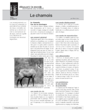 Chamois (2)