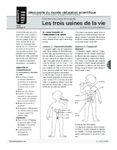 Chantons le corps et la santé (6) / Les trois usines de la vie