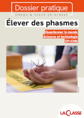 Élever des phasmes
