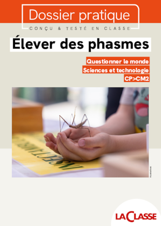 Élever des phasmes