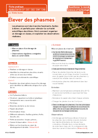 Élever des phasmes