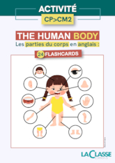 Flashcards : the human body