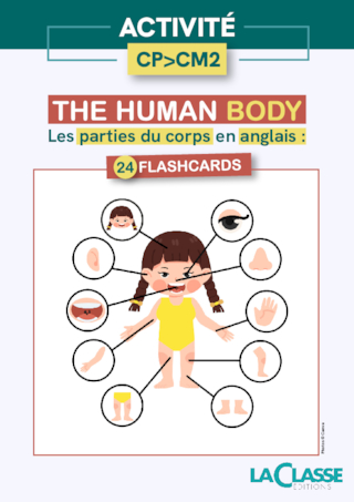 Flashcards : the human body