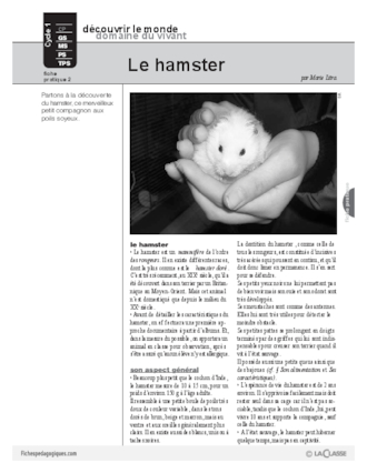 Hamster (2)