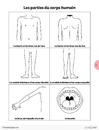 Imagerie de classe / Les parties du corps humain