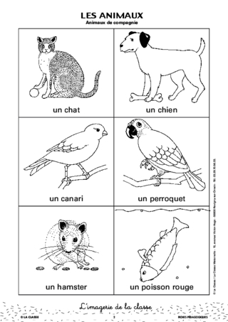 L'imagerie : les animaux