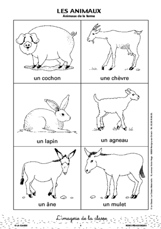 L'imagerie : les animaux