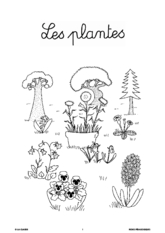 L'imagerie : les plantes