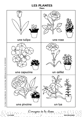 L'imagerie : les plantes