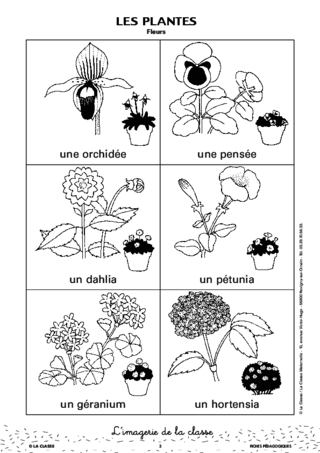 L'imagerie : les plantes