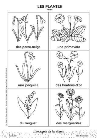 L'imagerie : les plantes