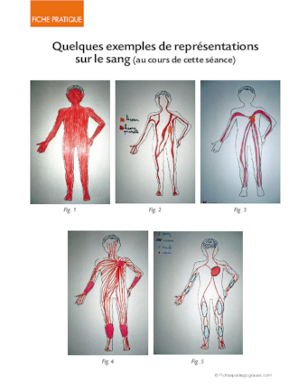 La circulation du sang 1/6. Représentations initiales