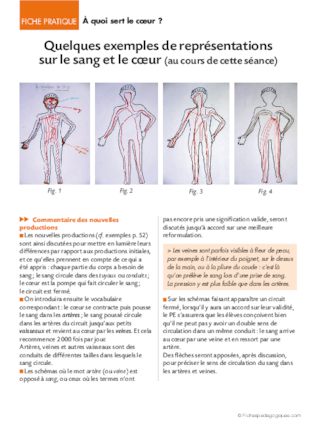 La circulation du sang 4/6. A quoi sert le coeur ?