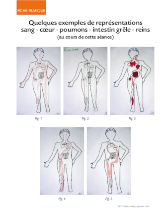 La circulation du sang 5/6. Pourquoi le sang doit-il circuler ?