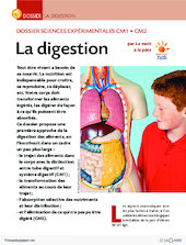 La digestion (dossier)