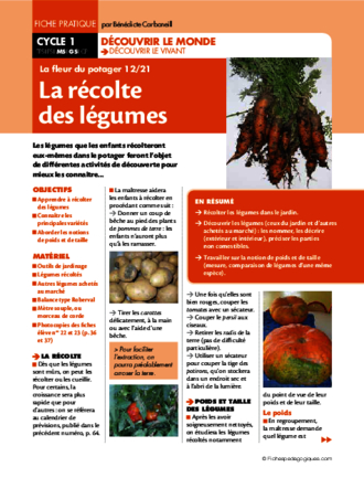La fleur du potager (12) / La récolte des légumes