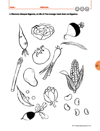 La fleur du potager (12) / La récolte des légumes
