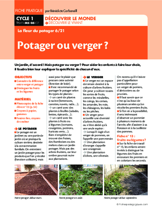 La fleur du potager (6) / Potager ou verger?