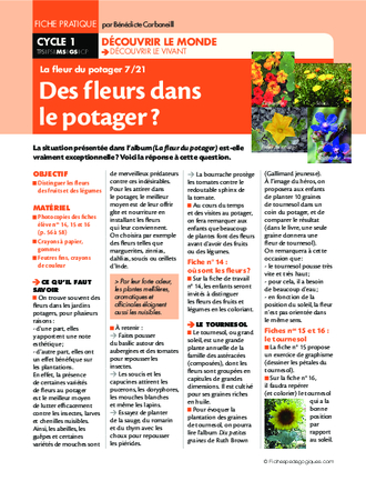 La fleur du potager (7) / Des fleurs dans le potager?