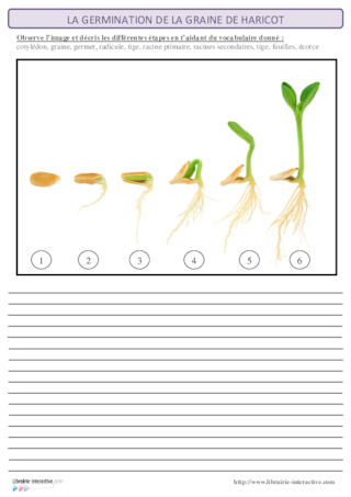 La germination de la graine