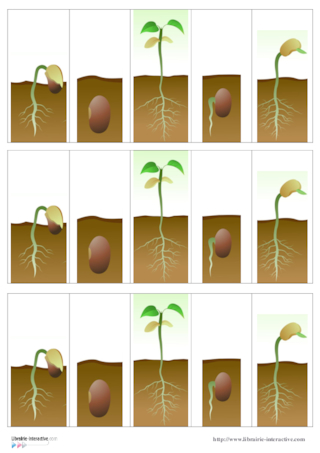 La germination de la graine