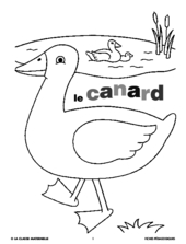 Le canard