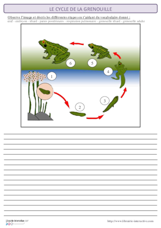 Le cycle de la grenouille