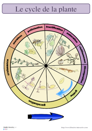 Le cycle de la plante