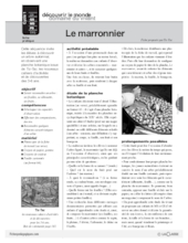 Le marronnier