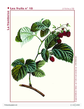 L'imagier des fruits : La framboise (1)