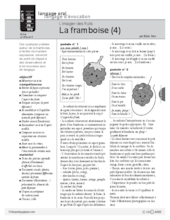 L'imagier des fruits : La framboise (4)