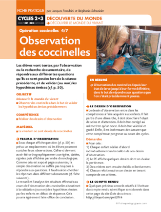 Opération coccinelles (4) Observation des coccinelles