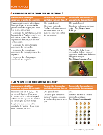 Opération coccinelles (4) Observation des coccinelles