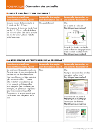 Opération coccinelles (4) Observation des coccinelles